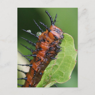 Gulf Fritillary Butterfly Caterpillar Postcard