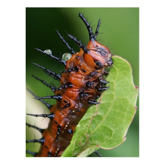 Gulf Fritillary Butterfly Caterpillar Postcard