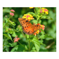 Gulf Fritillary Butterfly