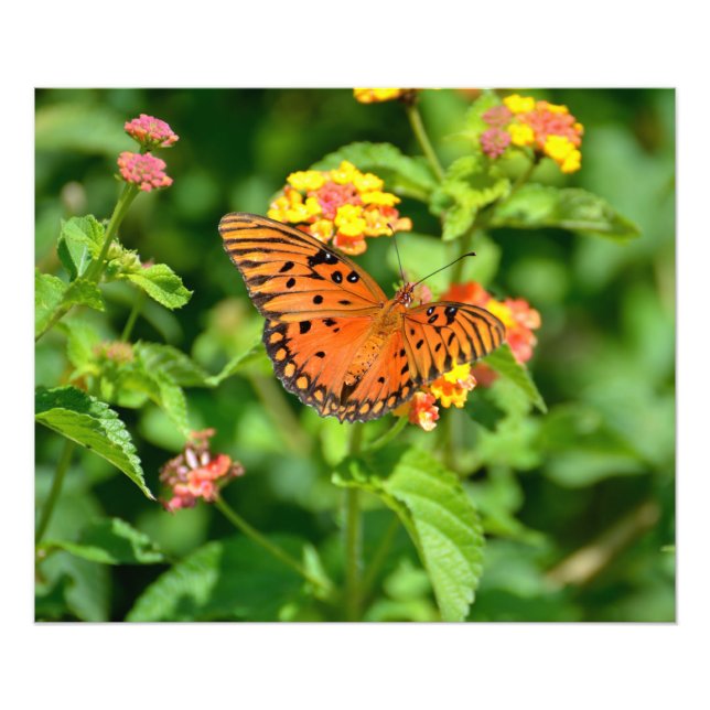 Gulf Fritillary Butterfly Photo Print (Front)