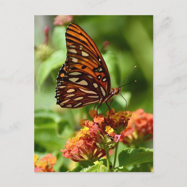 Gulf Fritillary Butterfly Postcard (Front)