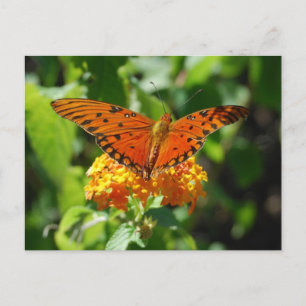 Gulf Fritillary Butterfly Postcard