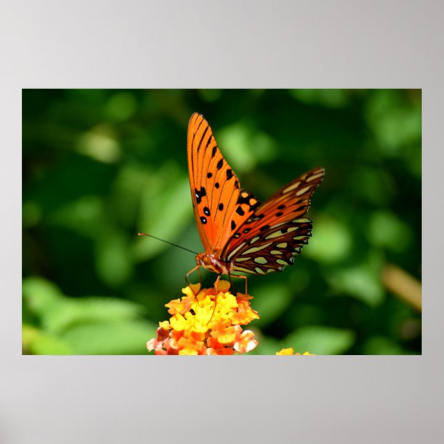 Gulf Fritillary Butterfly  Poster (Front)