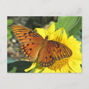 Gulf Fritillary Butterfly resting On Sunflower Postcard