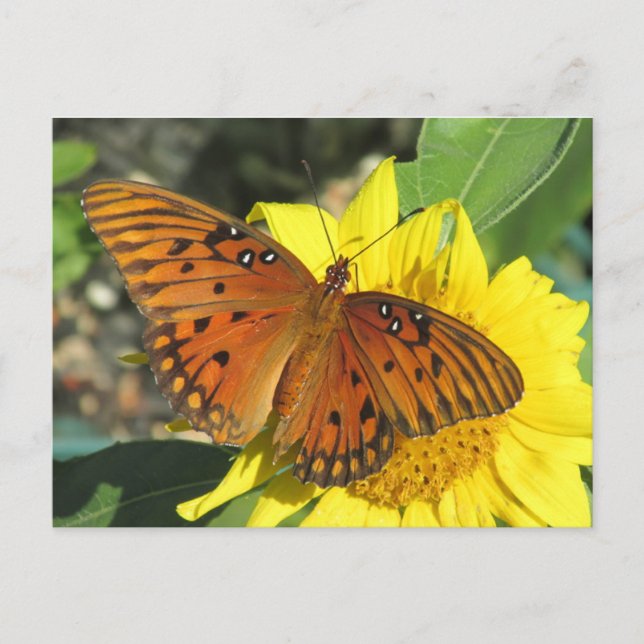Gulf Fritillary Butterfly resting On Sunflower Postcard (Front)