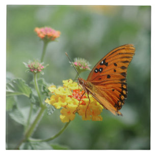Gulf fritillary Butterfly Stretched Tile
