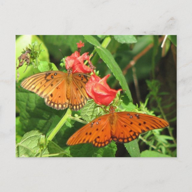 Gulf Fritillary Duo Postcard (Front)