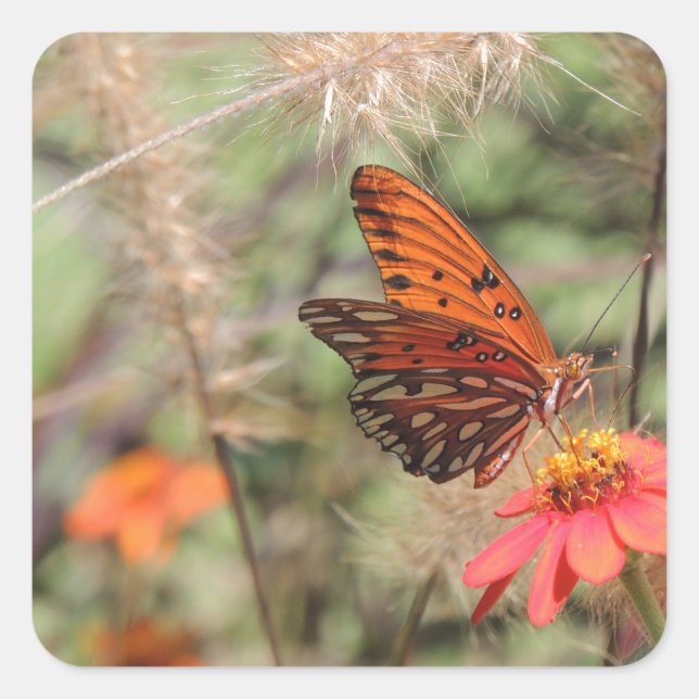 Gulf Fritillary on Zinnia Square Sticker (Front)