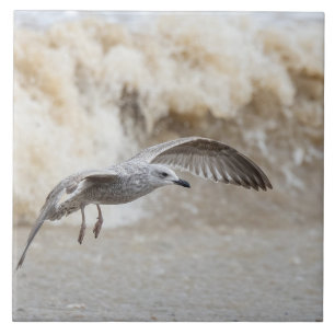 Gull Bird Flying Tile