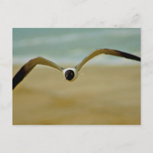 Gull Coming at Me Postcard