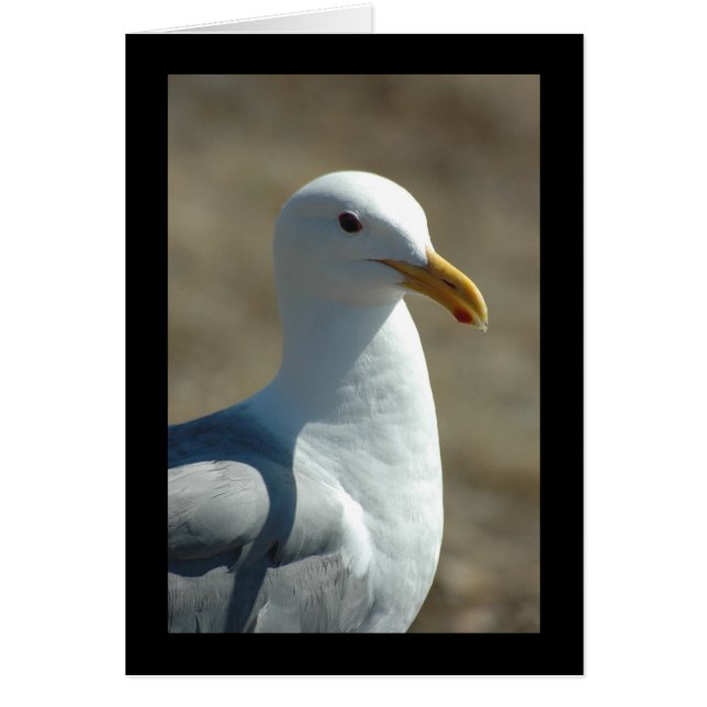 Gull de mer (Devant)