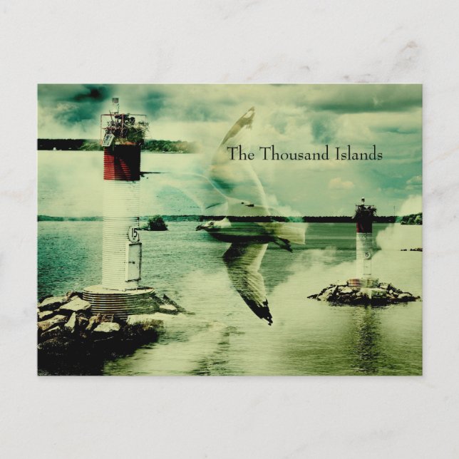 gull flight - the thousand islands postcard (Front)