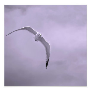 Gull in flight black and white photo print