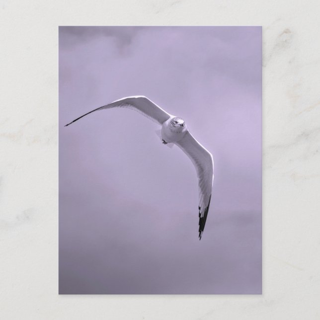 Gull in flight black and white postcard (Front)