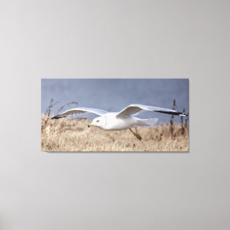 Gull in flight canvas print