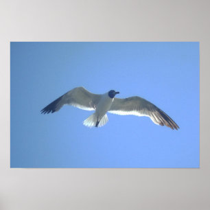 Gull in Flight Print