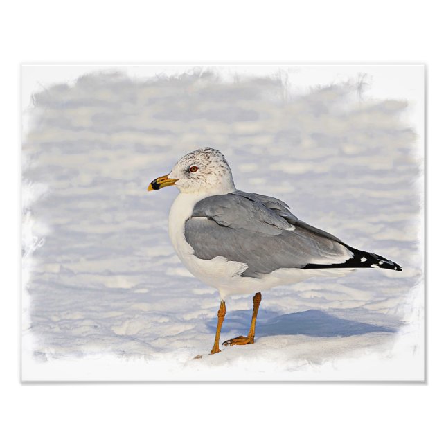 Gull in the snow photo print (Front)