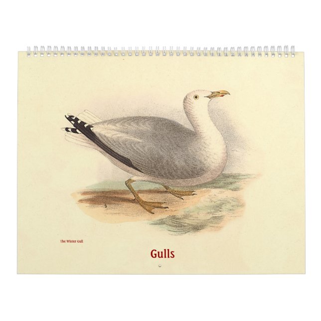 Gull Lithographs - from Birds of New York - Calendar (Cover)