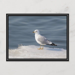 Gull on ice postcard