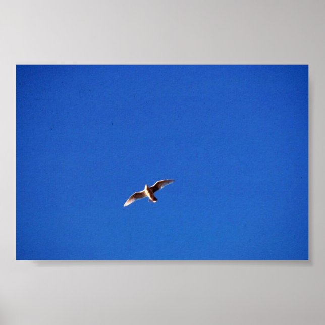 Gull Poster (Front)
