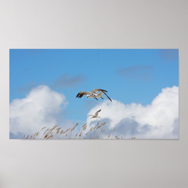 Gull Trio 1 Poster (Front)