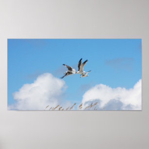 Gull Trio 5 Poster