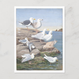 Gull Vintage Postcard