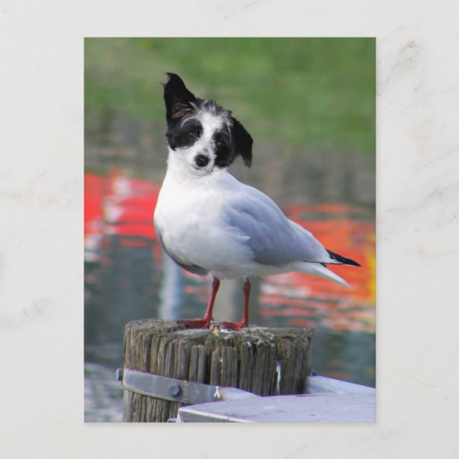 Gulldog Postcard (Front)
