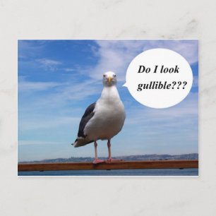 gullible seagull postcard