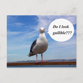 gullible seagull postcard