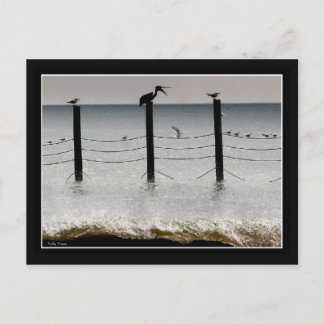 Gulls and a Pelican Postcard