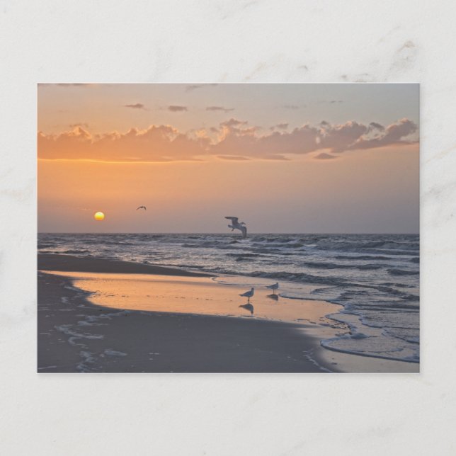 Gulls at Sunrise on a Florida Beach Postcard (Front)