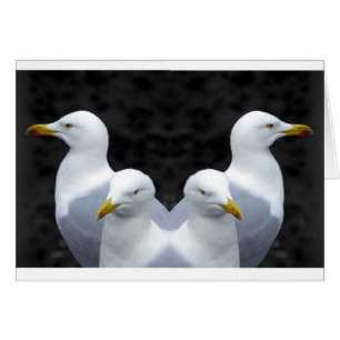 Gulls, Gulls, Gulls