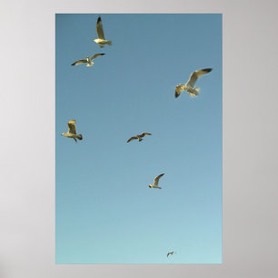 Gulls In Flight Poster