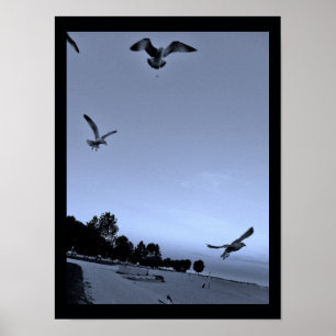 Gulls, Interrupted Poster
