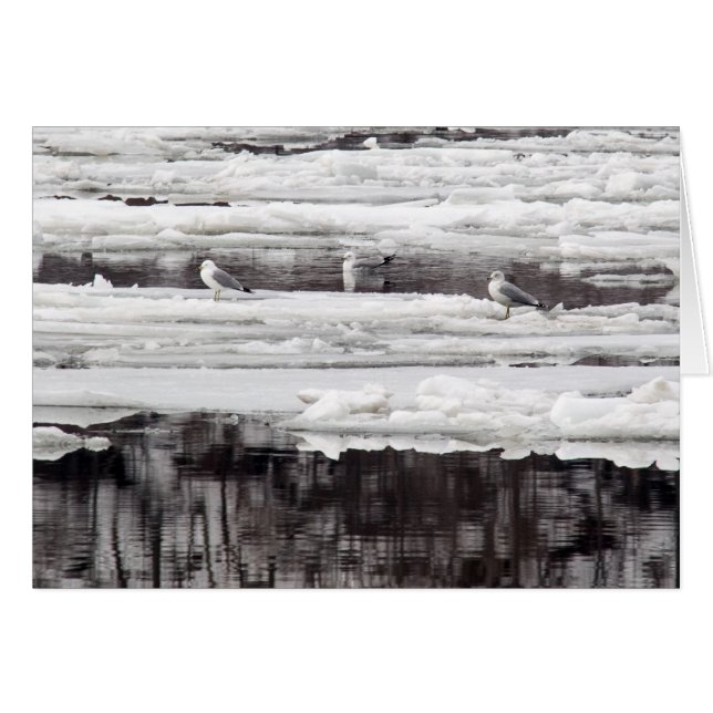 Gulls On Ice (Front Horizontal)