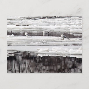Gulls On Ice Postcard