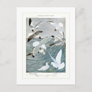 Gulls Postcard