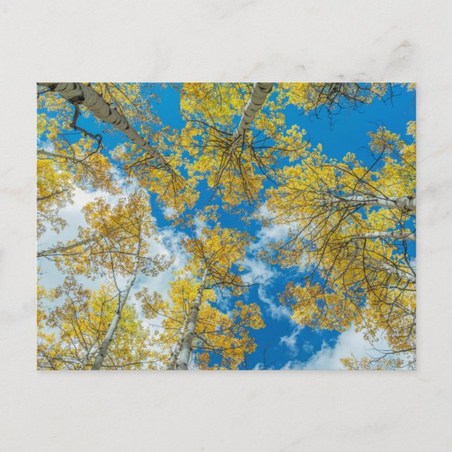 Gunnison National Forest Colorado Postcard (Front)