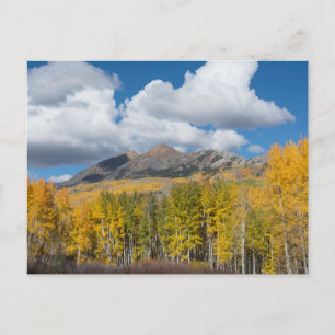 Gunnison National Forest, Colorado Postcard
