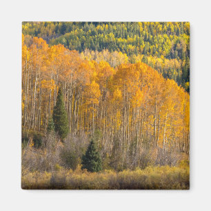 Gunnison National Forest Magnet