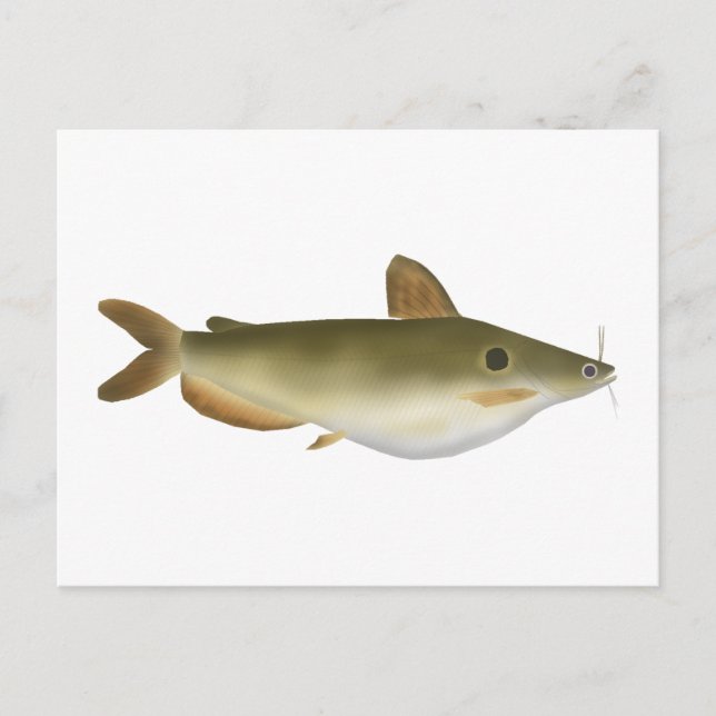 Günther's Catfish Postcard (Front)
