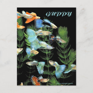 Guppies Postcard