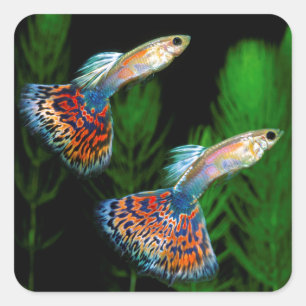 Guppies Square Sticker