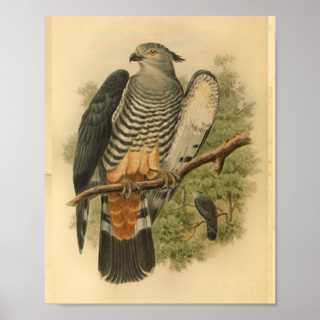 Gurney's Cuckoo Falcon Bird Colour Vintage Print (Front)