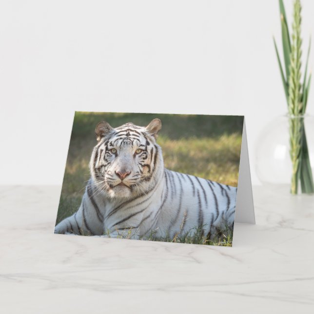 Gus - card - customizable greeting (Front)