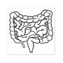 Gut