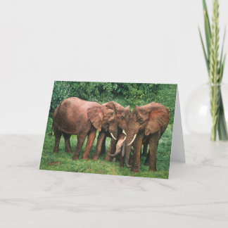 Guy Combes Wildlife Art Greeting Cards