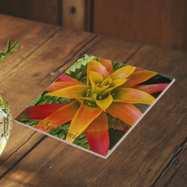 Guzmania Bromeliad Plant Floral Tile (In Situ)