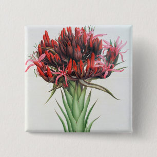 Gymea Lily, 1826 (w/c on paper) 2 Inch Square Button